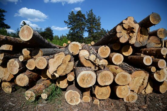Forest in Novosibirsk region
