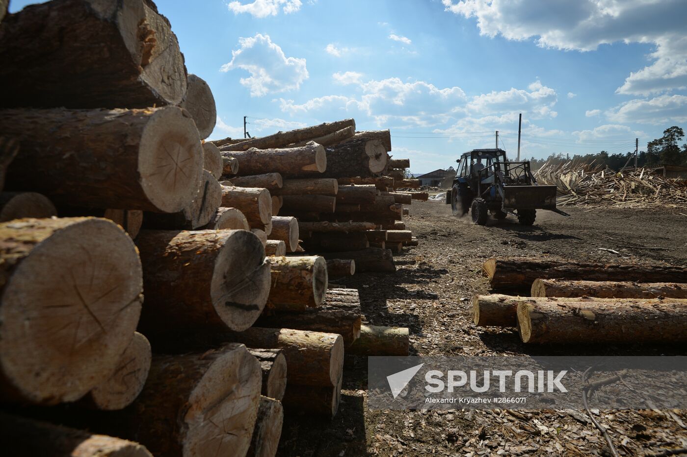 Forest in Novosibirsk region