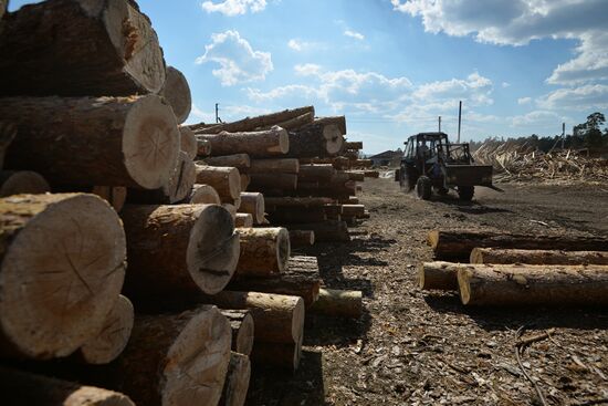 Forest in Novosibirsk region