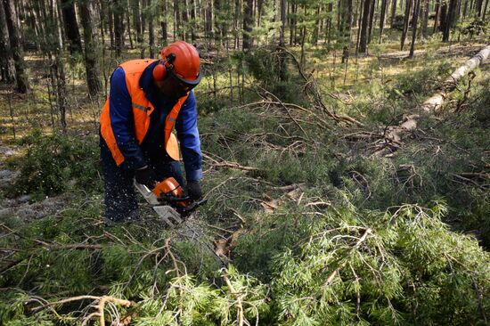 Forest in Novosibirsk region