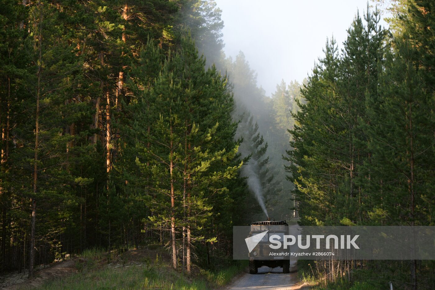 Forest in Novosibirsk region