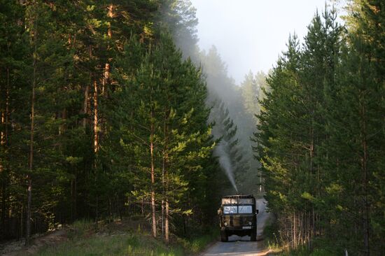 Forest in Novosibirsk region