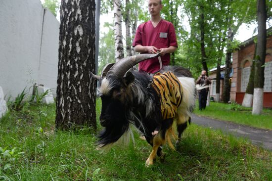 Timur the goat is being treated in Moscow
