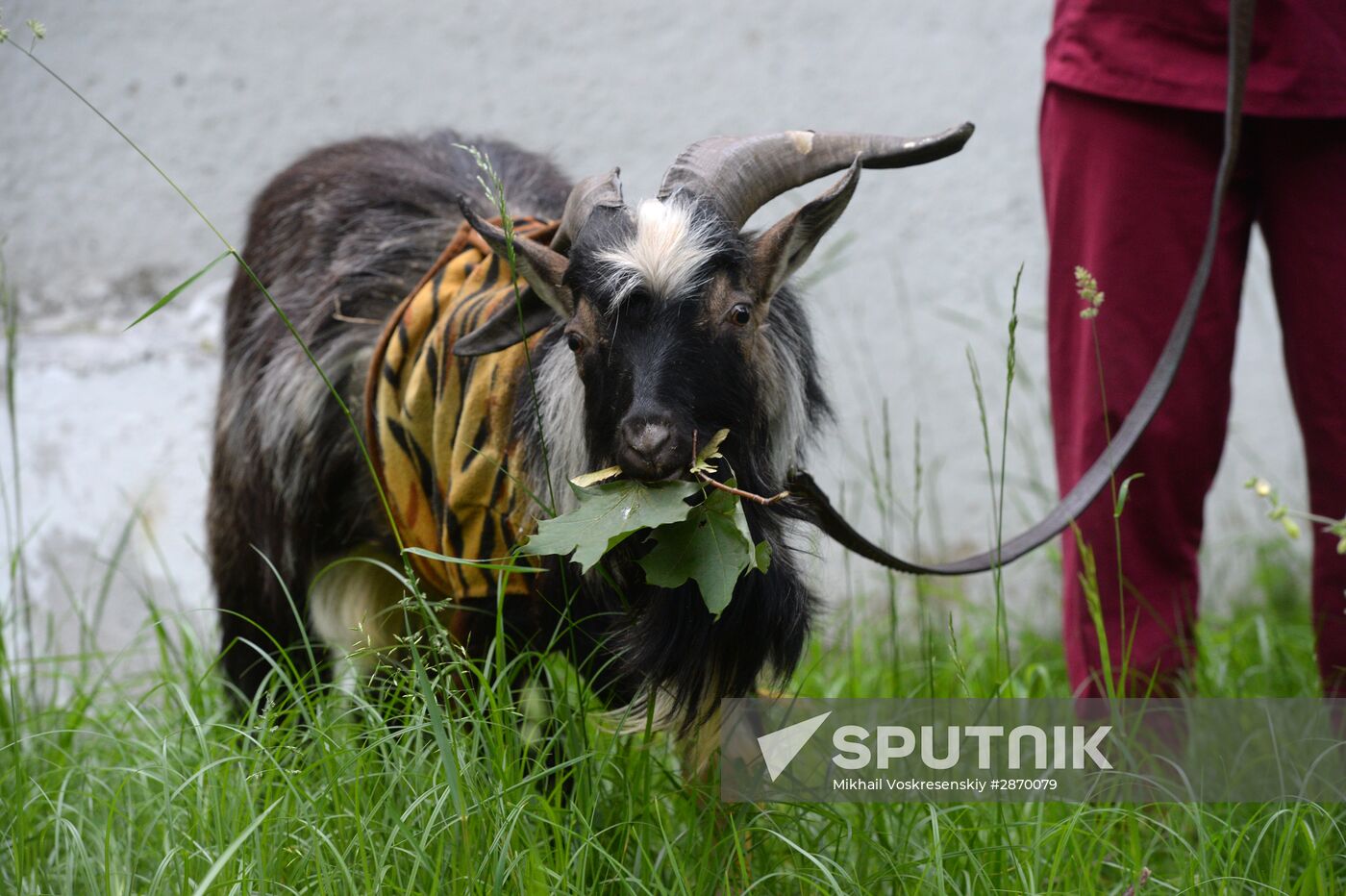 Timur the goat is being treated in Moscow