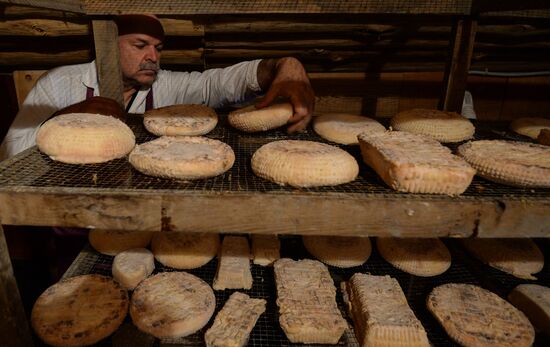French cheese production at Vladimir Borev's Lipetsk Region farm