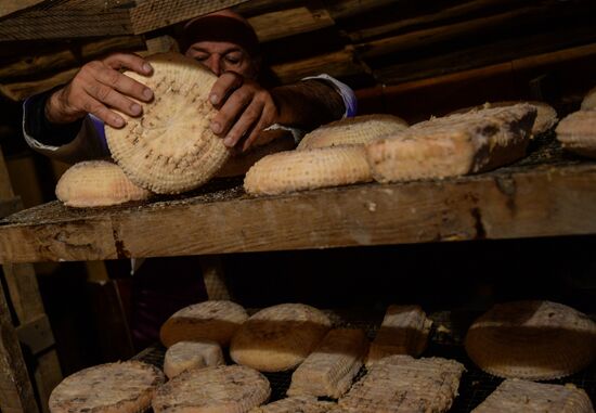 French cheese production at Vladimir Borev's Lipetsk Region farm