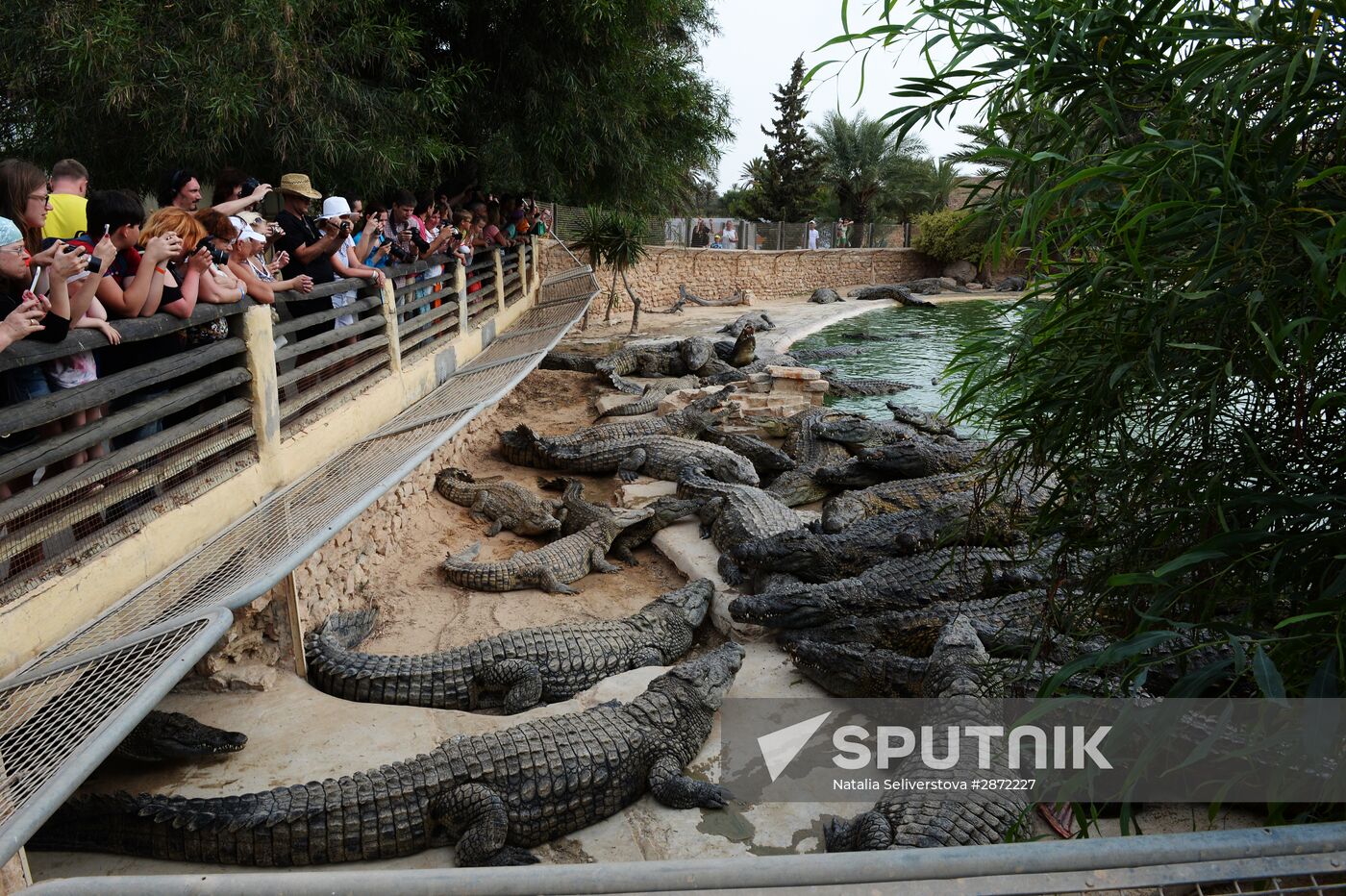 A crocodile farm on Djerba Island in Tunisia