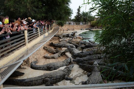 A crocodile farm on Djerba Island in Tunisia