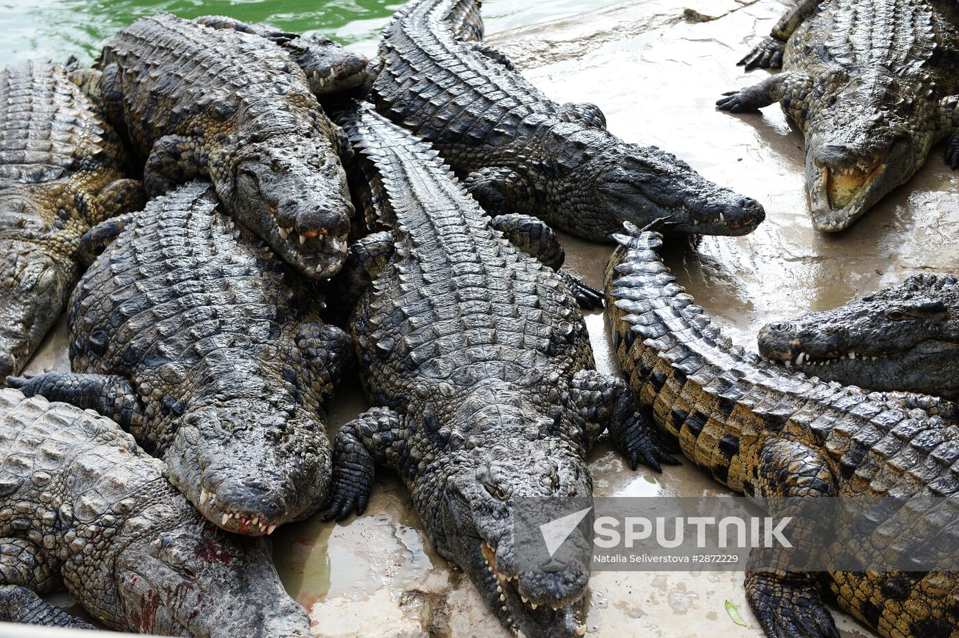 A crocodile farm on Djerba Island in Tunisia