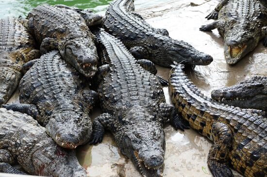 A crocodile farm on Djerba Island in Tunisia