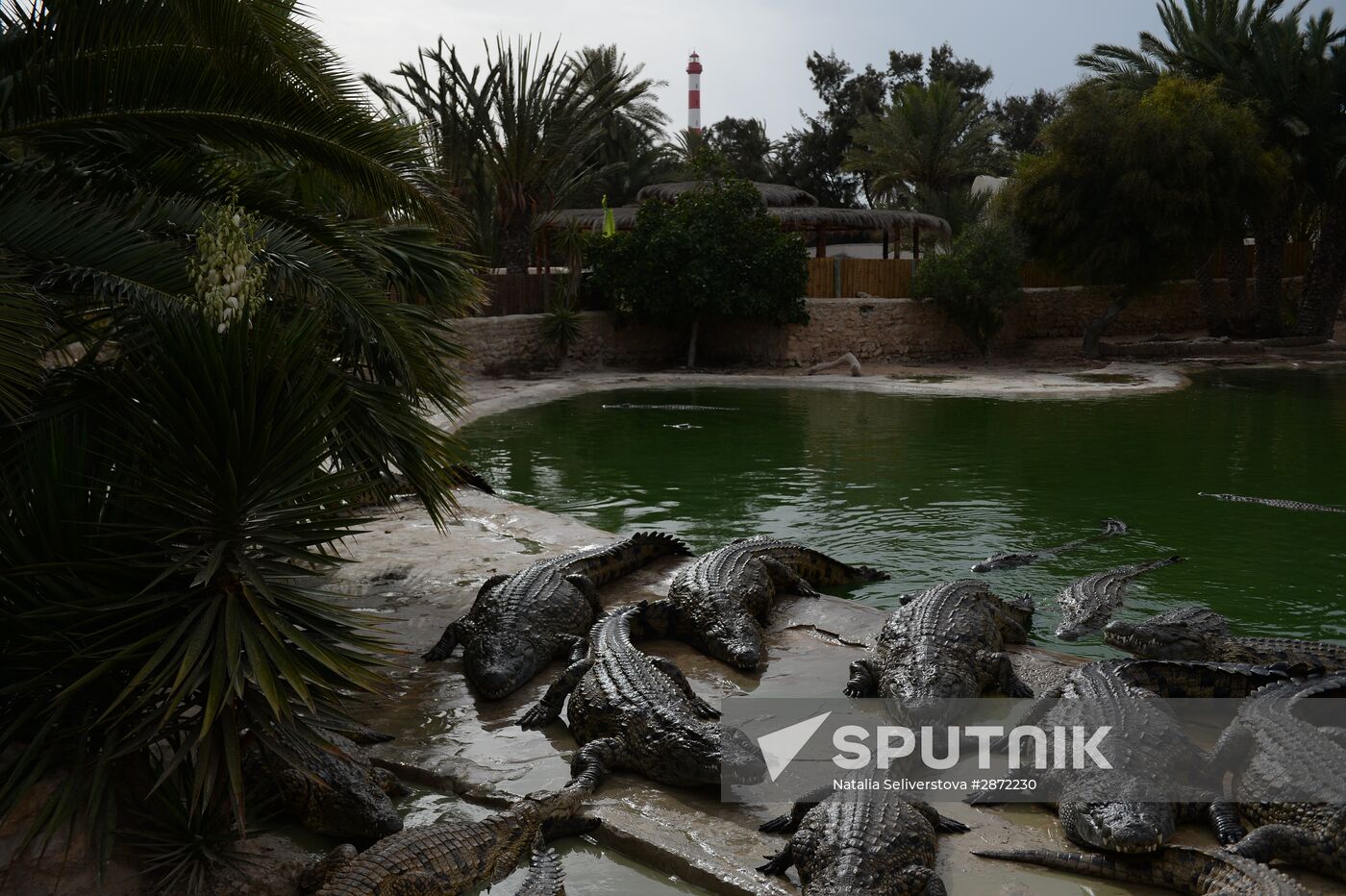 A crocodile farm on Djerba Island in Tunisia