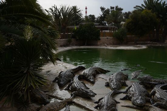 A crocodile farm on Djerba Island in Tunisia