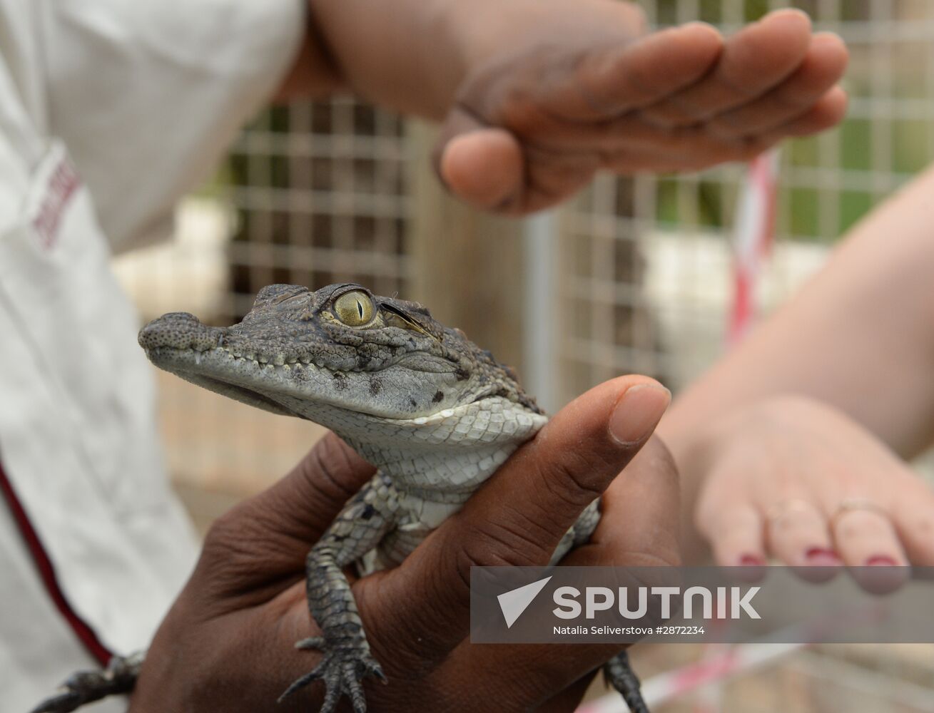 A crocodile farm on Djerba Island in Tunisia