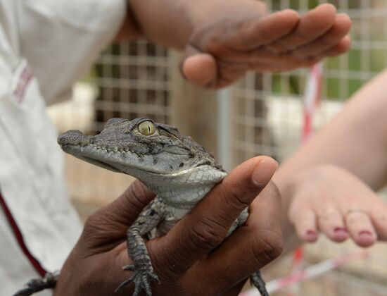 A crocodile farm on Djerba Island in Tunisia