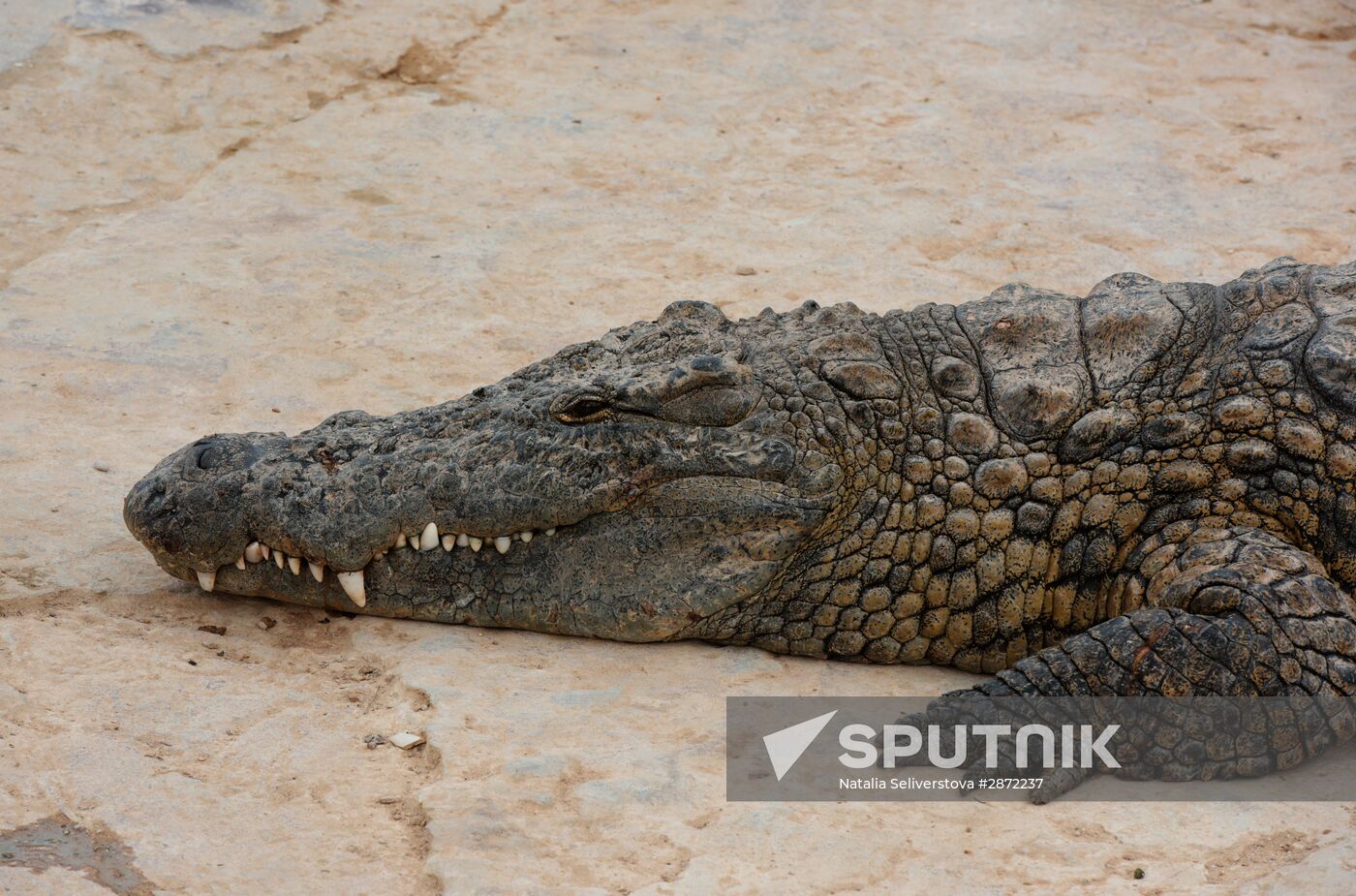 A crocodile farm on Djerba Island in Tunisia