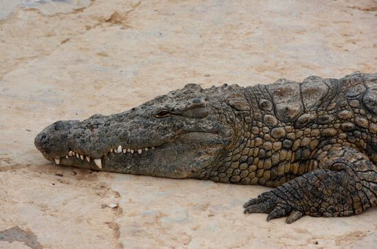 A crocodile farm on Djerba Island in Tunisia