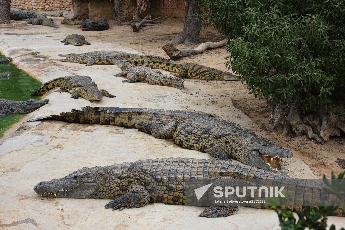 A crocodile farm on Djerba Island in Tunisia