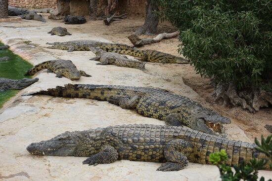 A crocodile farm on Djerba Island in Tunisia