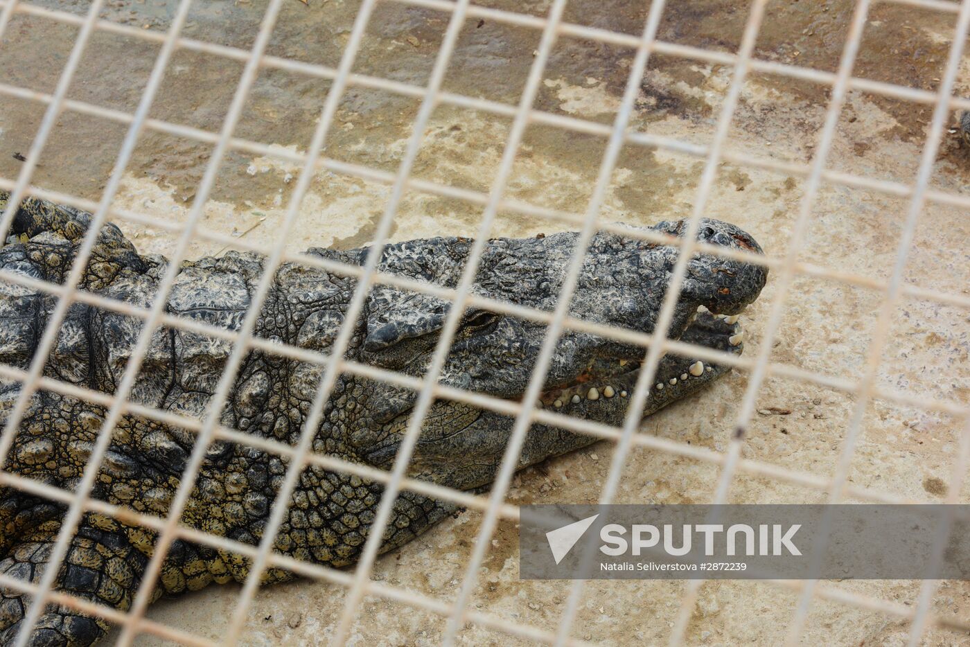 A crocodile farm on Djerba Island in Tunisia