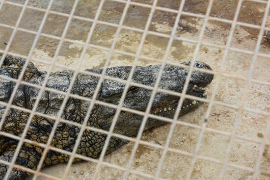 A crocodile farm on Djerba Island in Tunisia