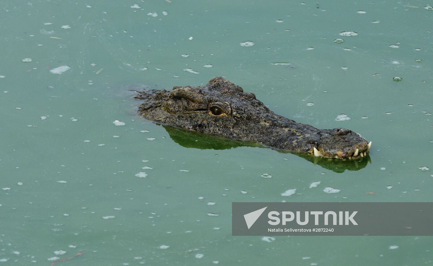 A crocodile farm on Djerba Island in Tunisia