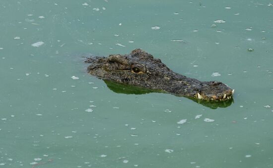 A crocodile farm on Djerba Island in Tunisia