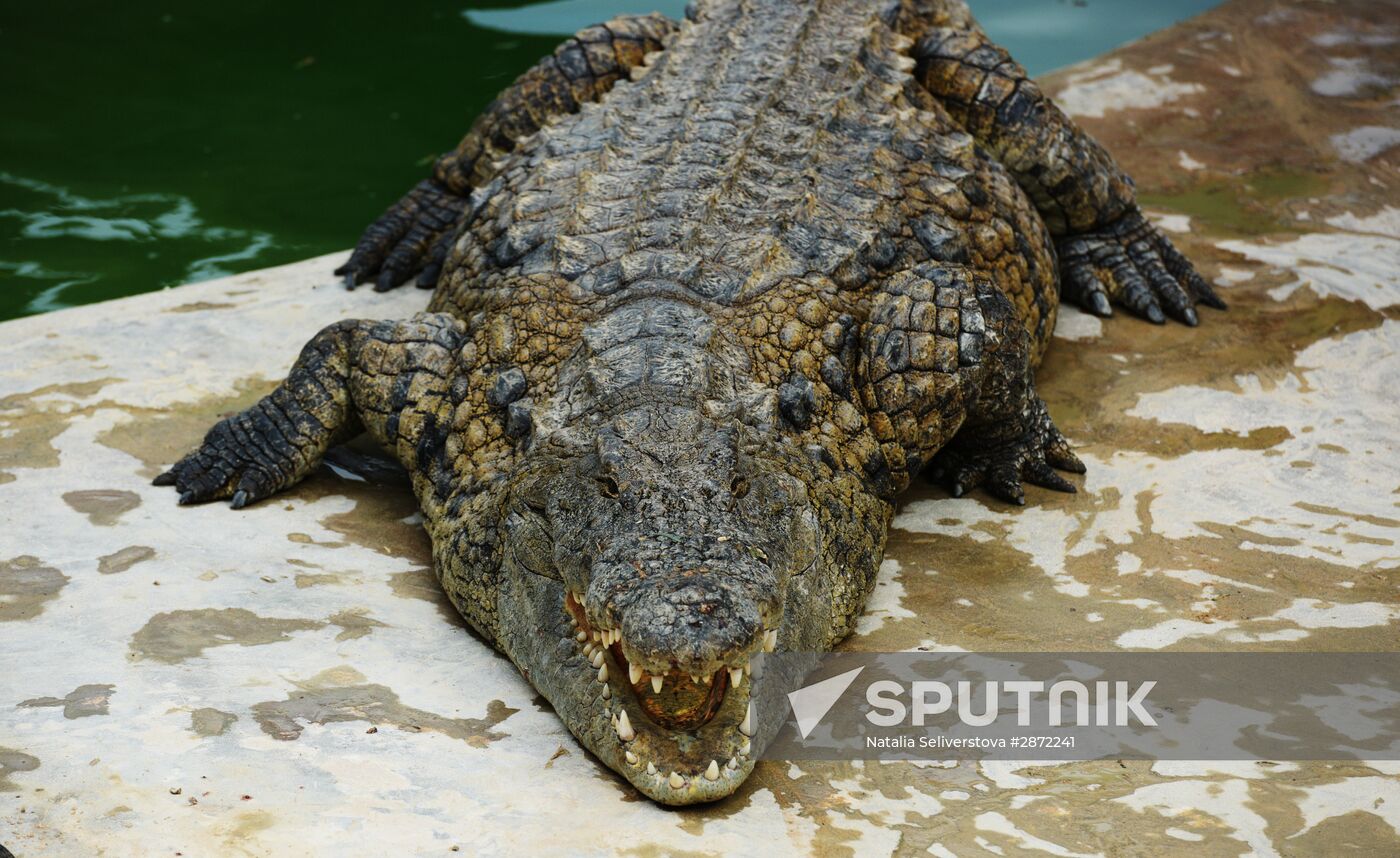 A crocodile farm on Djerba Island in Tunisia