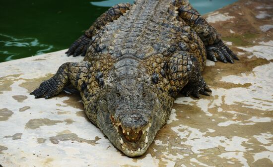 A crocodile farm on Djerba Island in Tunisia