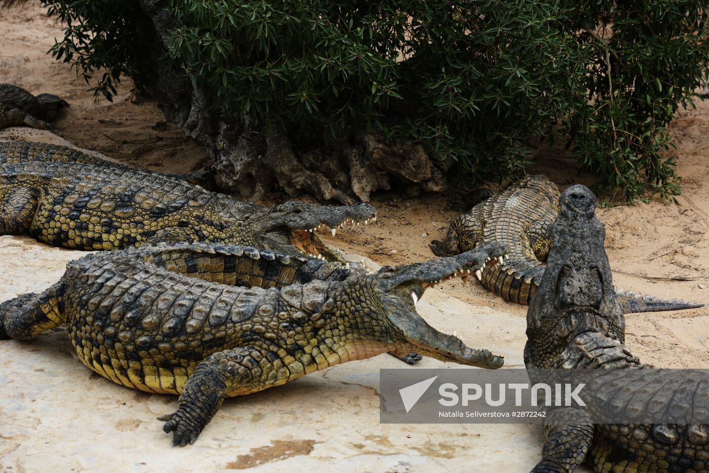 A crocodile farm on Djerba Island in Tunisia