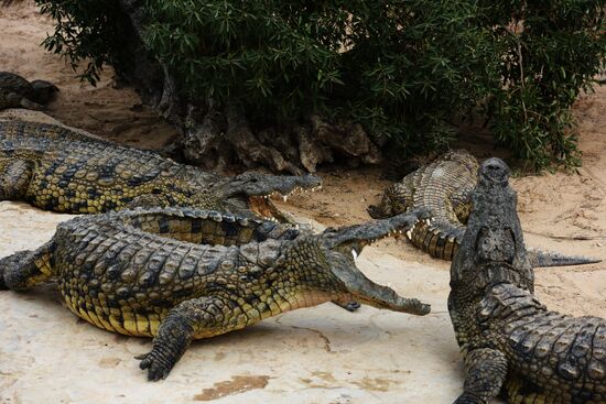 A crocodile farm on Djerba Island in Tunisia