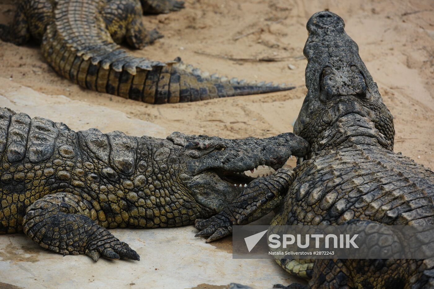 A crocodile farm on Djerba Island in Tunisia