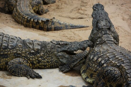 A crocodile farm on Djerba Island in Tunisia
