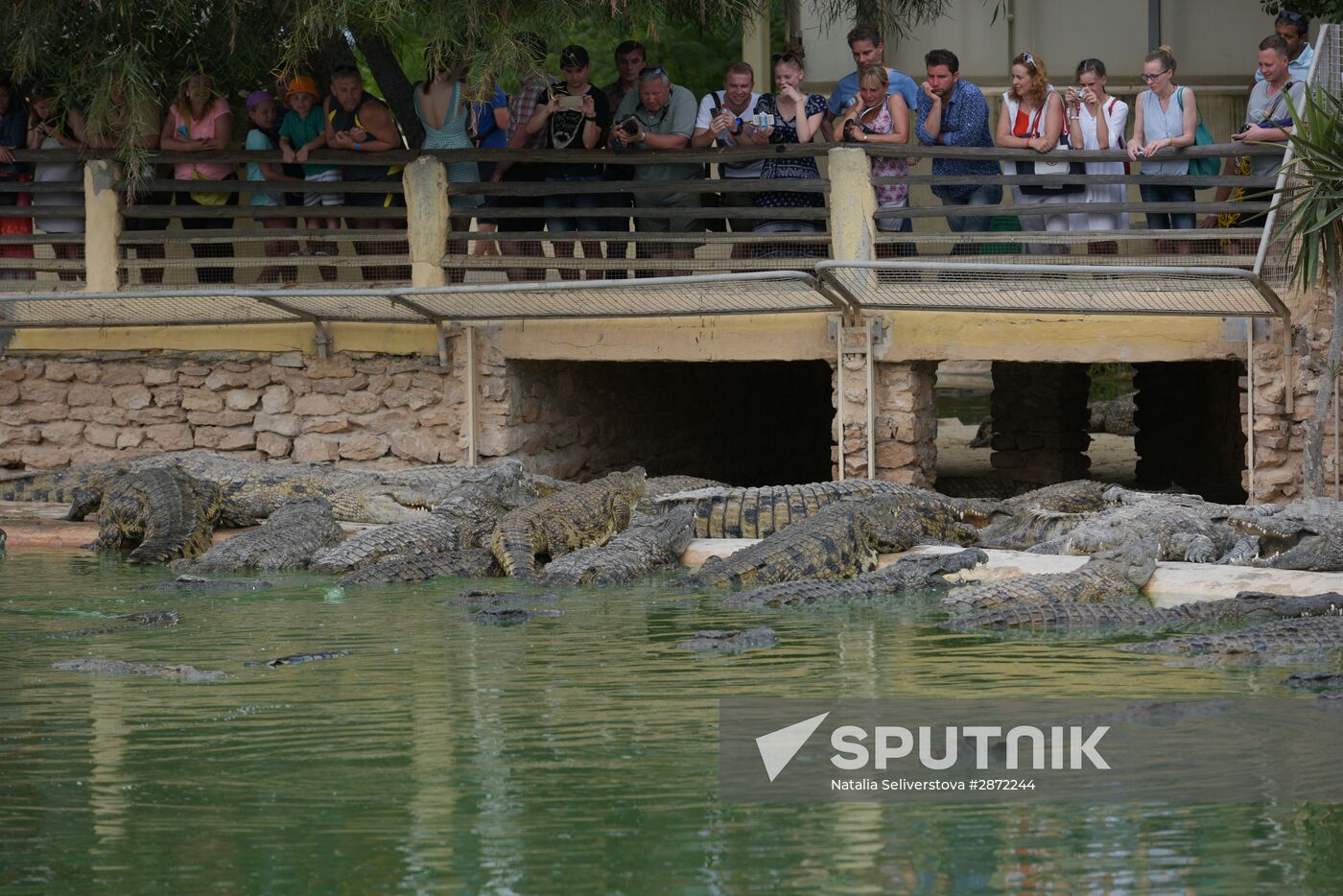 A crocodile farm on Djerba Island in Tunisia
