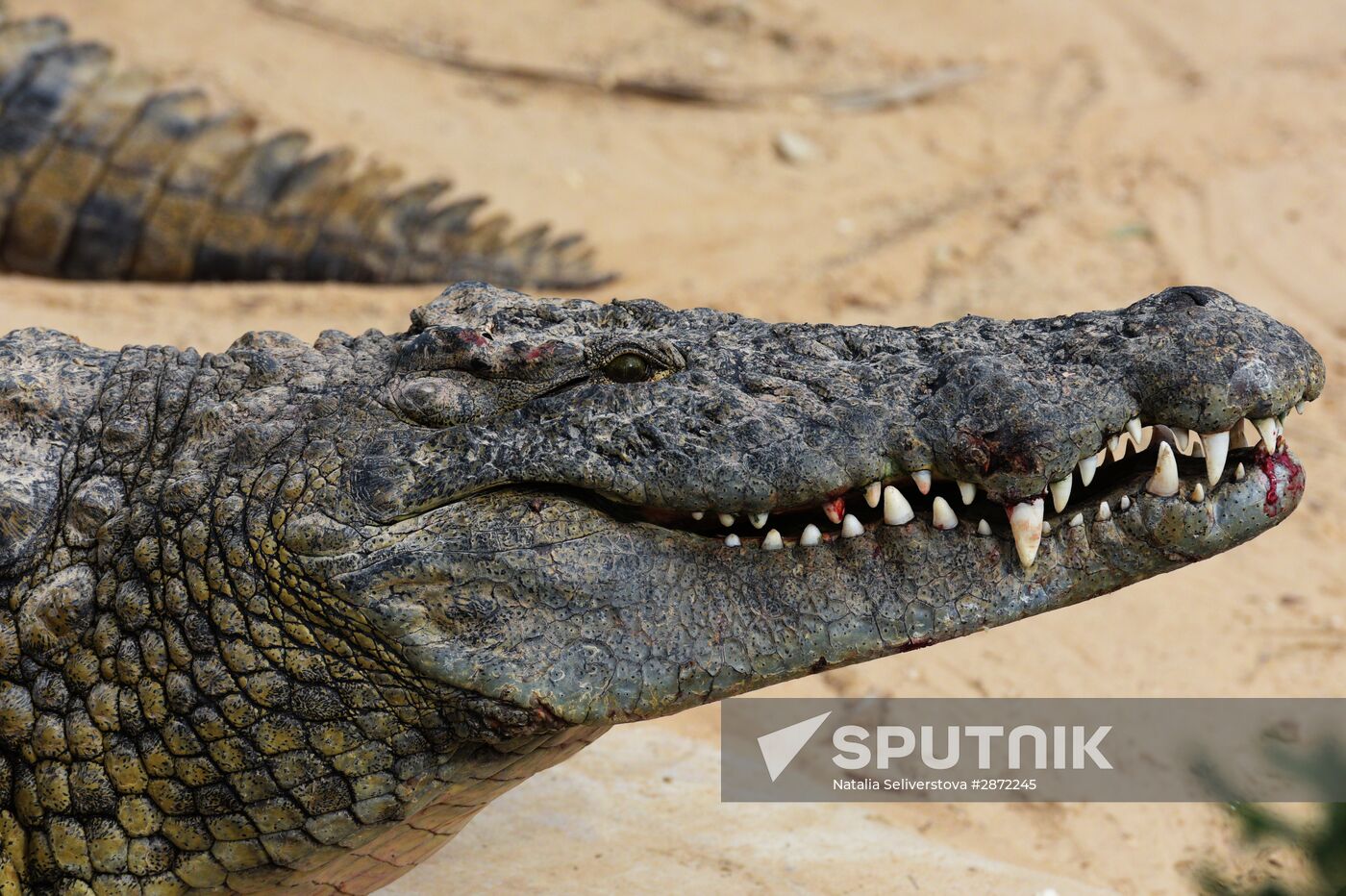A crocodile farm on Djerba Island in Tunisia
