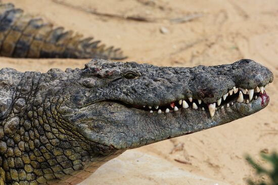 A crocodile farm on Djerba Island in Tunisia