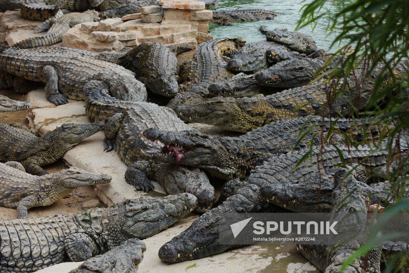 A crocodile farm on Djerba Island in Tunisia