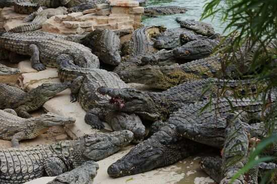A crocodile farm on Djerba Island in Tunisia