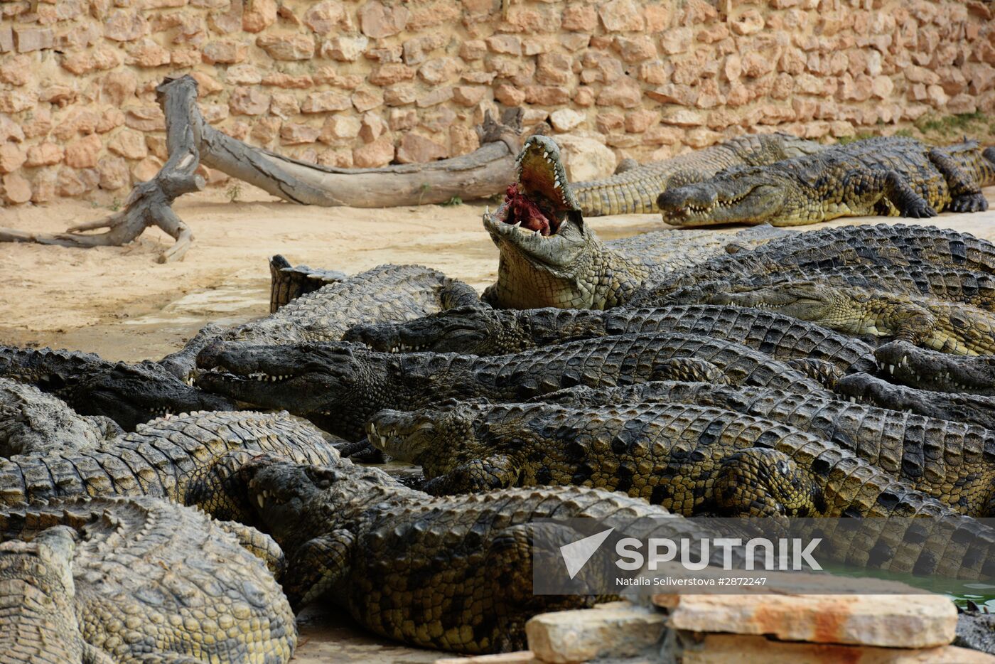 A crocodile farm on Djerba Island in Tunisia