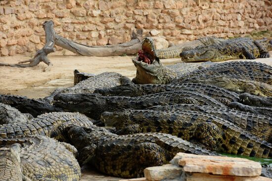 A crocodile farm on Djerba Island in Tunisia