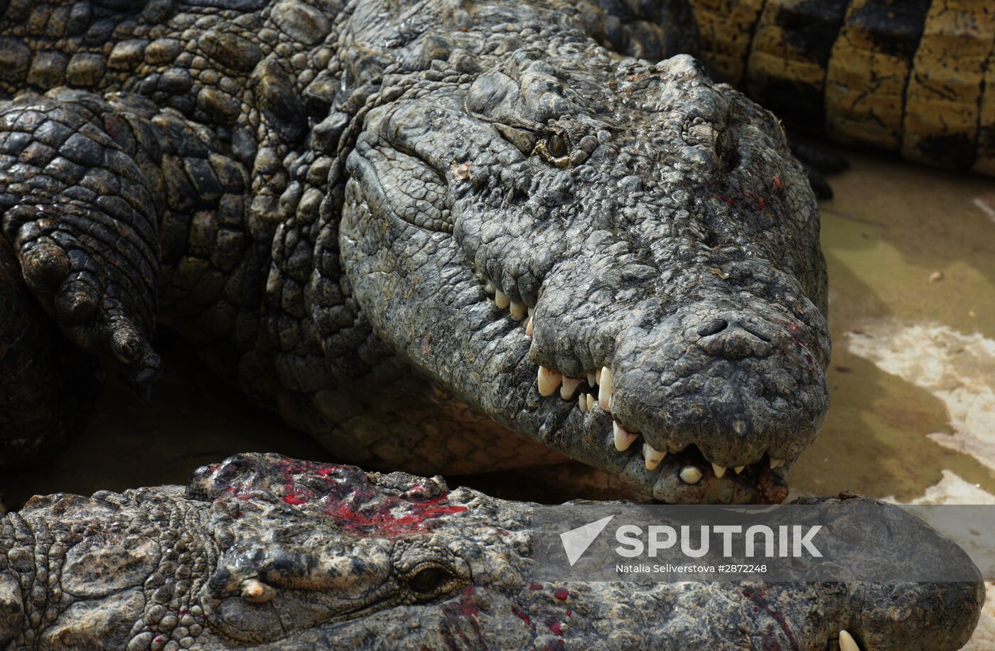 A crocodile farm on Djerba Island in Tunisia