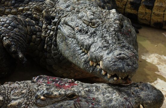 A crocodile farm on Djerba Island in Tunisia