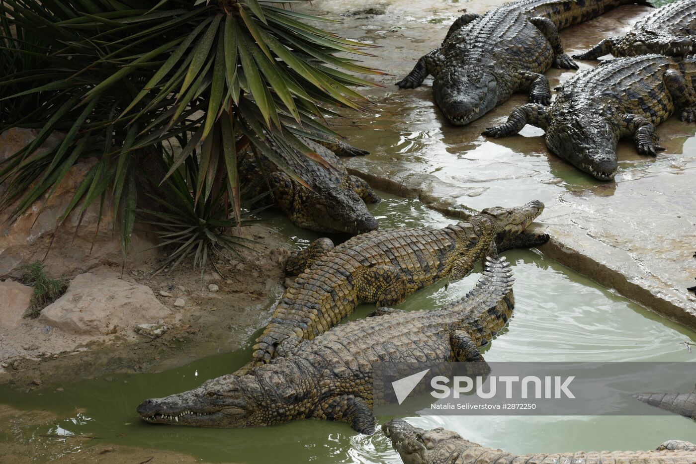 A crocodile farm on Djerba Island in Tunisia