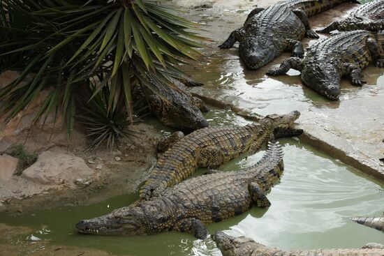 A crocodile farm on Djerba Island in Tunisia