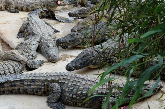 A crocodile farm on Djerba Island in Tunisia