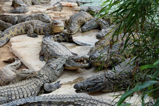 A crocodile farm on Djerba Island in Tunisia