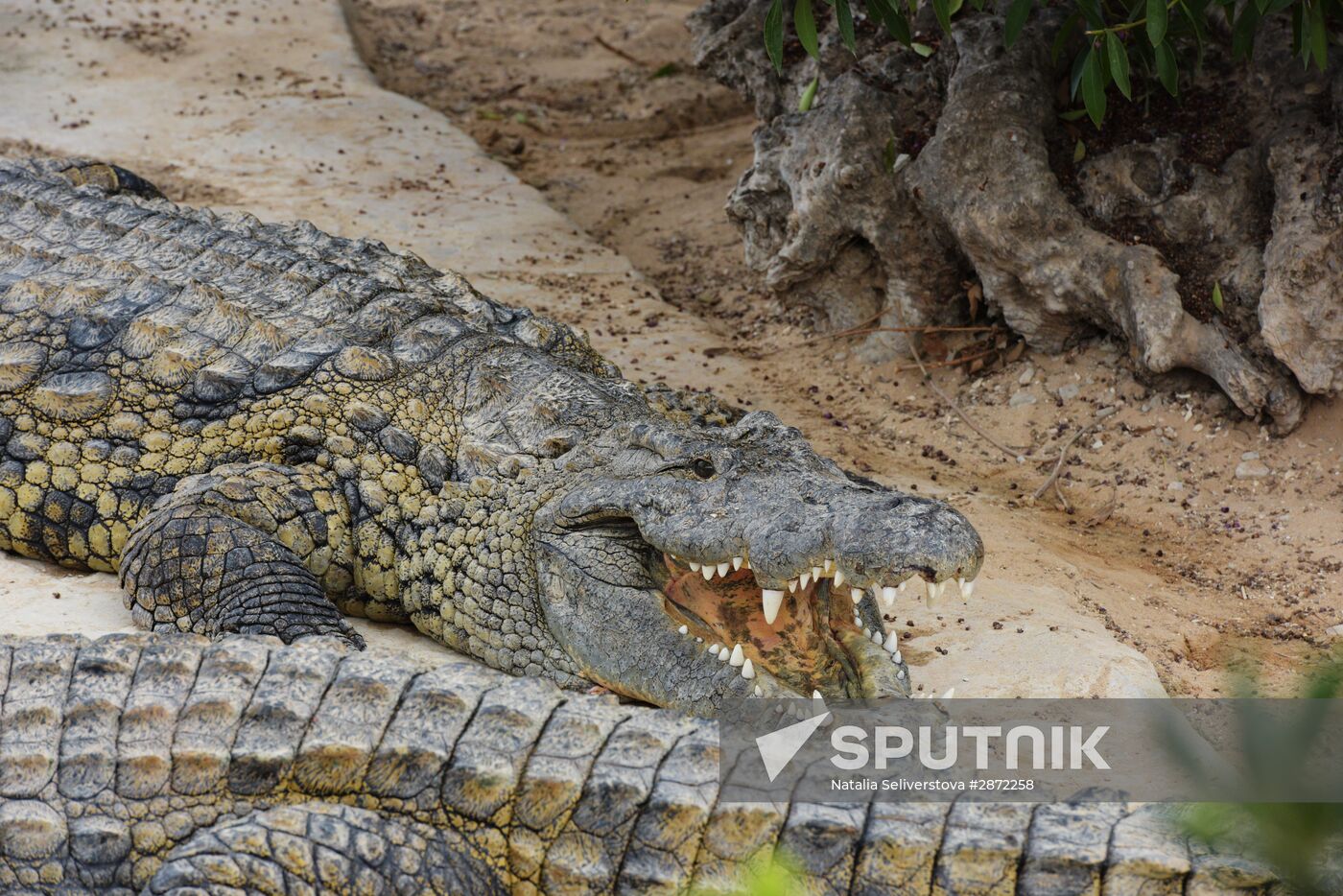 A crocodile farm on Djerba Island in Tunisia