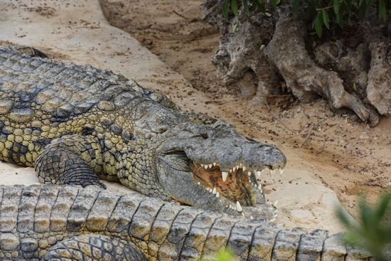 A crocodile farm on Djerba Island in Tunisia