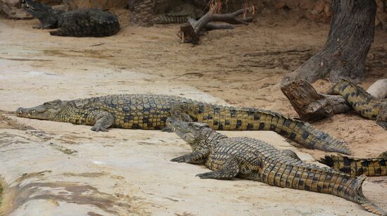 A crocodile farm on Djerba Island in Tunisia