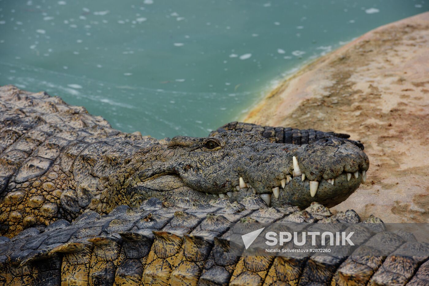 A crocodile farm on Djerba Island in Tunisia
