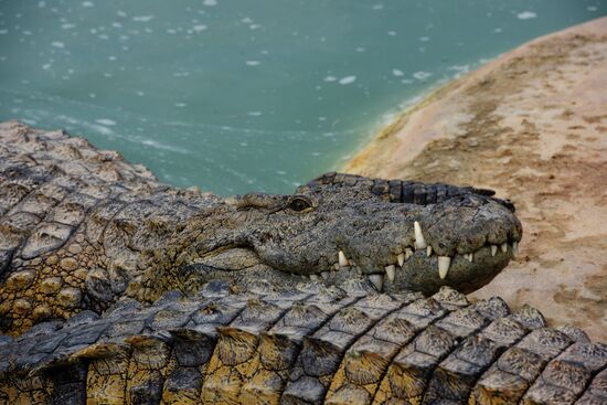 A crocodile farm on Djerba Island in Tunisia